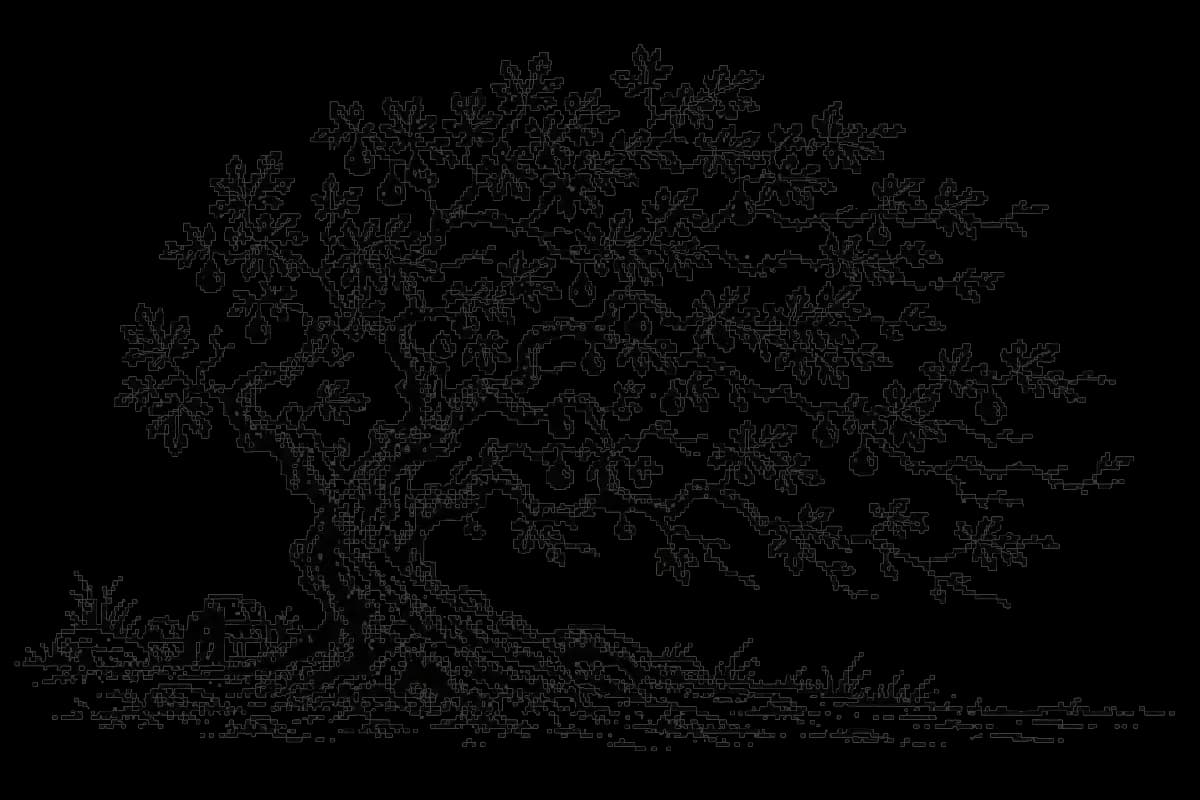 A broad fig tree, growing room for many branches